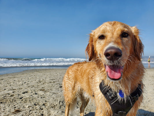 Top 9 Dog-friendly Beaches in the San Francisco Bay Area